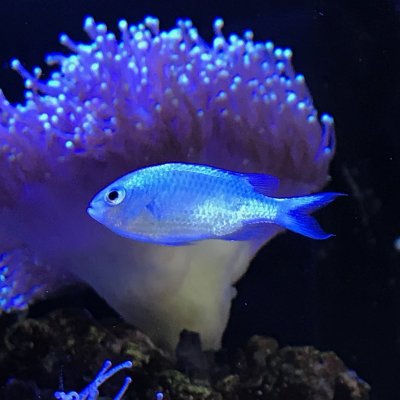 chromis_viridus.jpg