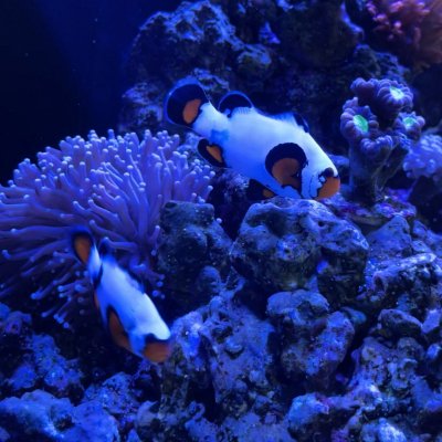 clownfish_pair.jpg