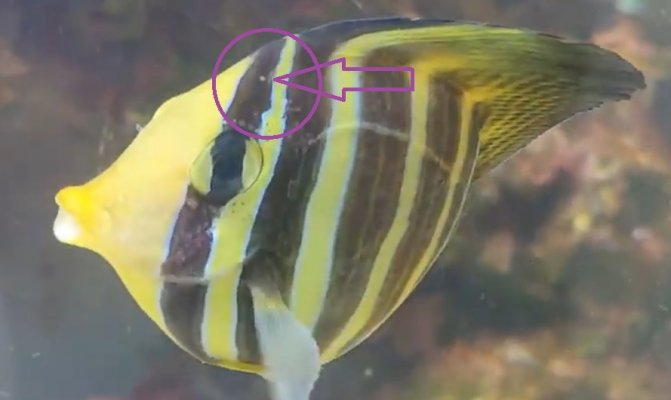 sailfin.jpg