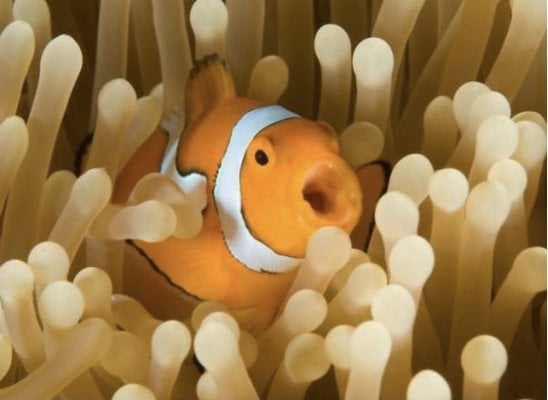 Plank Caption Contest 4 - Clownfish.jpeg