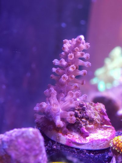 Gorgonian.jpg