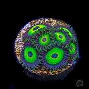 WWC_Island_Time_Zoanthids_2_1b1e5823-7dac-4251-af04-411023ee8850_90x90@2x.jpg