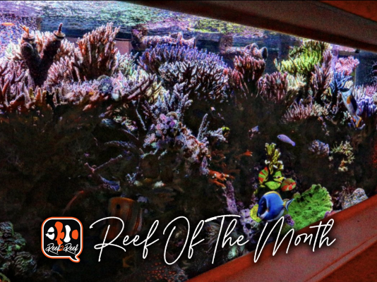 REEF OF THE MONTH - August 2021: Duke's SPS Utopia