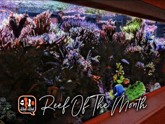 Reef of the month title.png