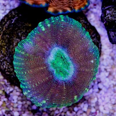 acan-focusStacked.jpg