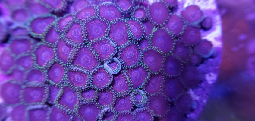 WWC Evil Heart Zoa large frag/mini colony