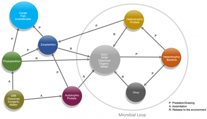 The Reef Aquarium as a System. Nutrients Flow