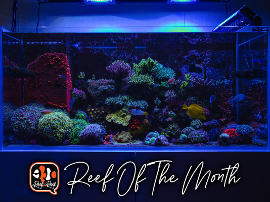 REEF OF THE MONTH - September 2021: Vitaliy's Stunning 300-Litre Mixed Reef