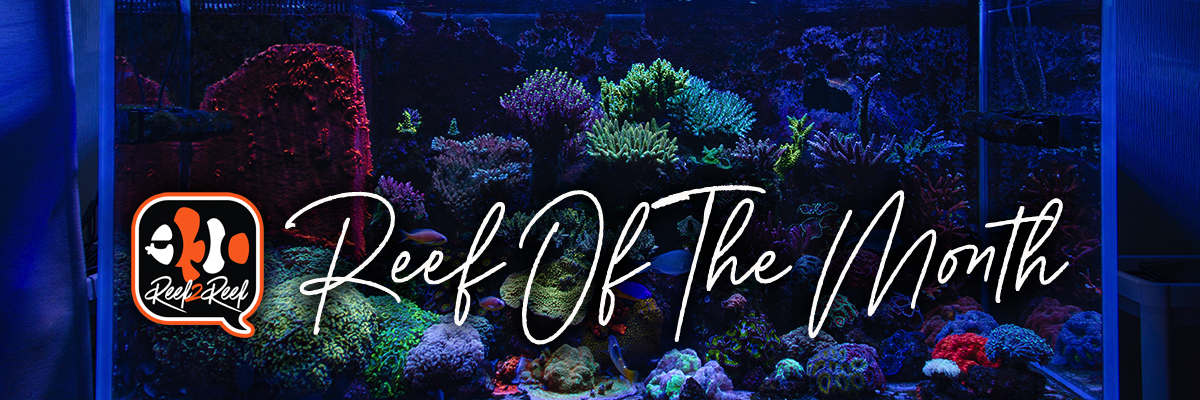 Reef of the month footer.png