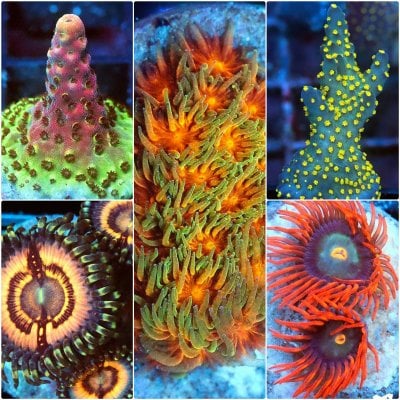POTO's Auctions are here! Your weekly chance to win amazing corals at a bargain