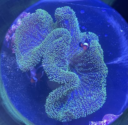 Gigantea Anemone (neon green)