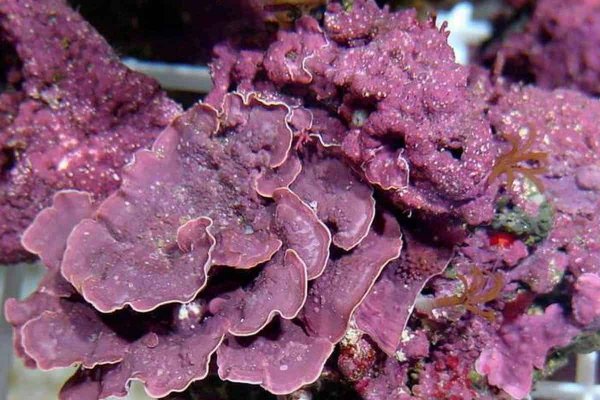 Coralline-algae.jpg