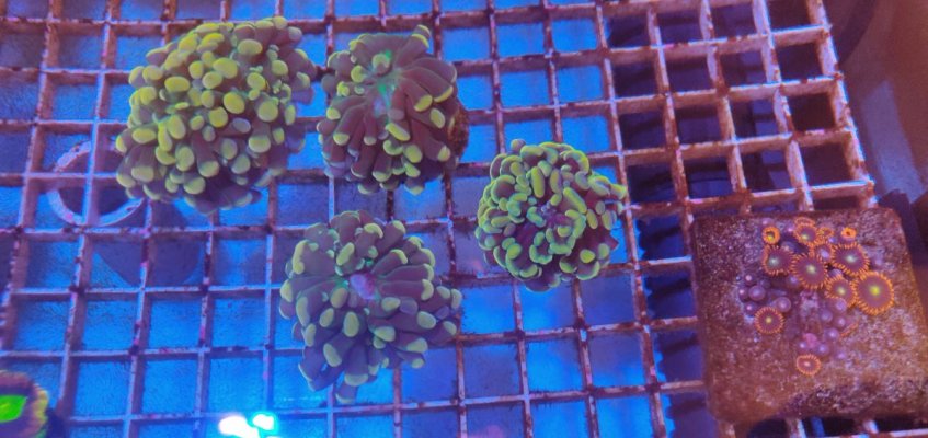 Gold hammer coral