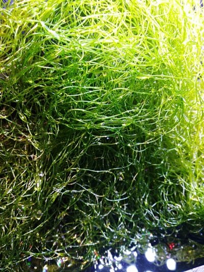Premium Chaeto Algae Quart Ziplock Bag $24.00