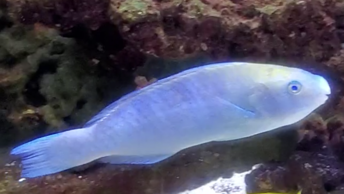 Selling an 8 inch healthy quarantined Blue Marine Parrotfish!