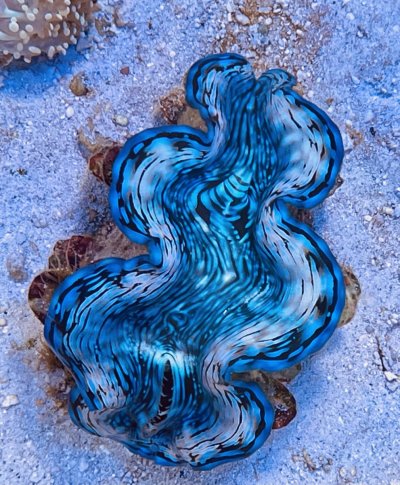 Blue Squamosa Clams