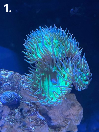 Pay what you Want Coral Sale: Central Texas