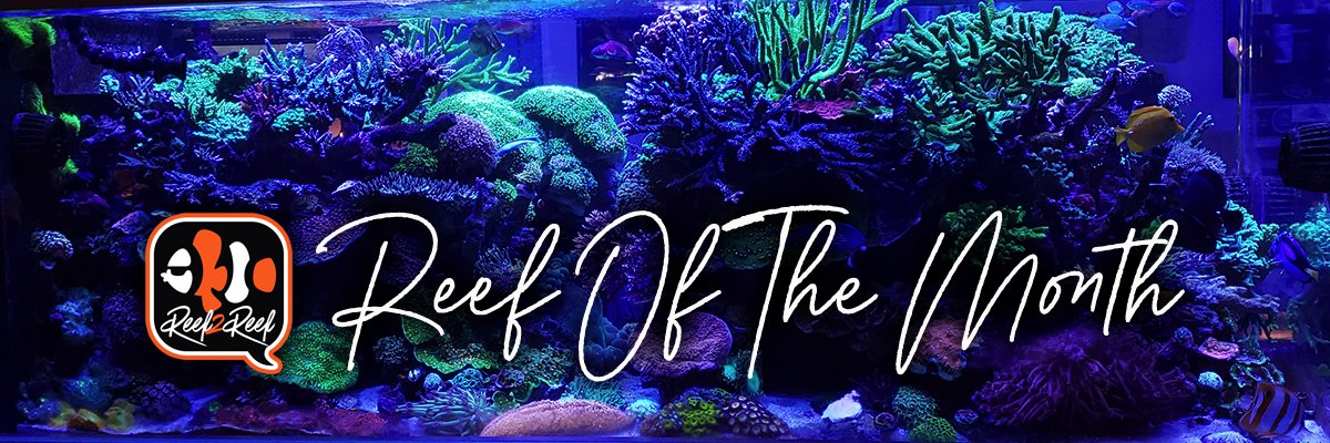 Reef of the month header.jpg