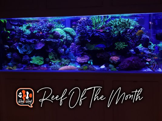 REEF OF THE MONTH - October 2021: Charlie's Amazing 400-gallon Reef