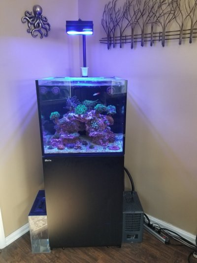 Red Sea XL 200 complete set up Leaving the hobby