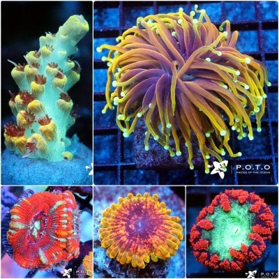 POTO's Auctions are Live. And we listed some beautiful corals this week!