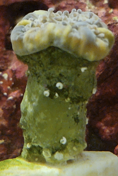 Hammer Coral.png