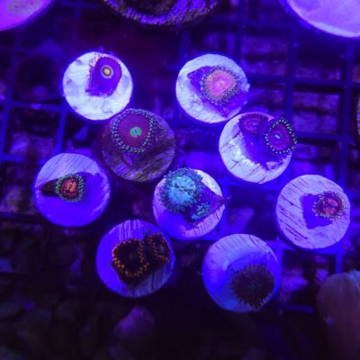 Zoa Pack: venom, princess strat, wolverine, marvin the martian, and more