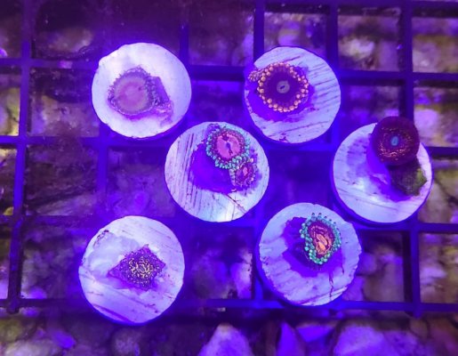 Zoa 6-Pack: Frankie's Acid Trip, Marvin the Martian, and more