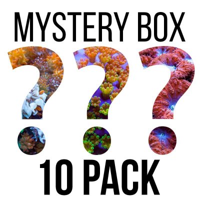 mystery coral box