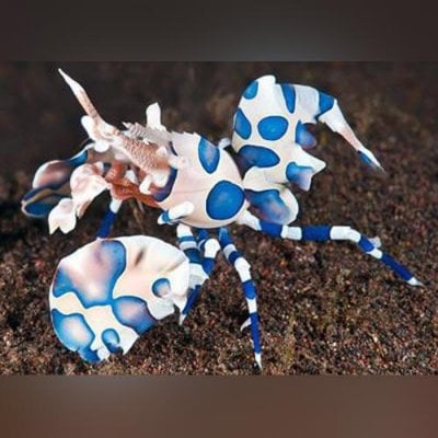 Harlequin-Shrimp.jpg