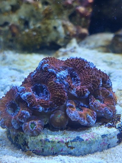 Acan.jpg