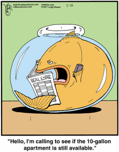 big_fish_small_bowl.png