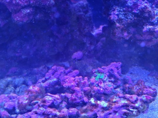 zoas.jpg