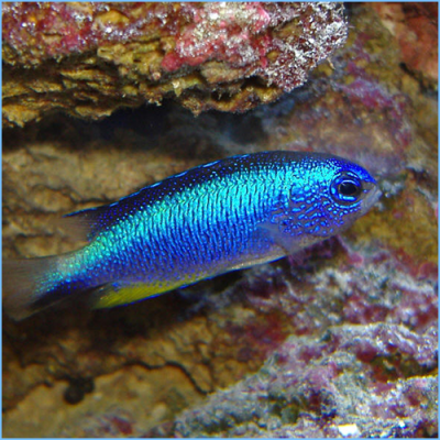 Allens-Damselfish-or-Neon-Damselfish.png