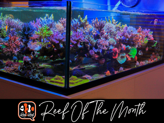 Reef of the month title.png