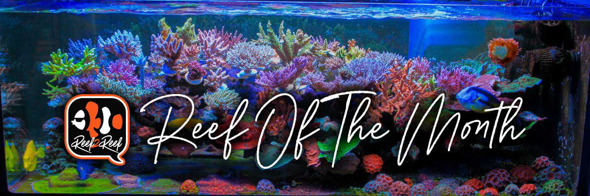 Reef of the month header.png