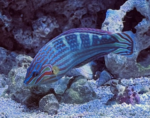 wrasse.jpg