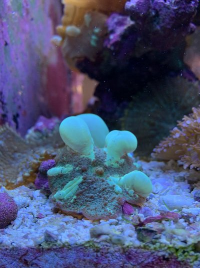 Blue Bounce Mushroom Coral WYSIWYG