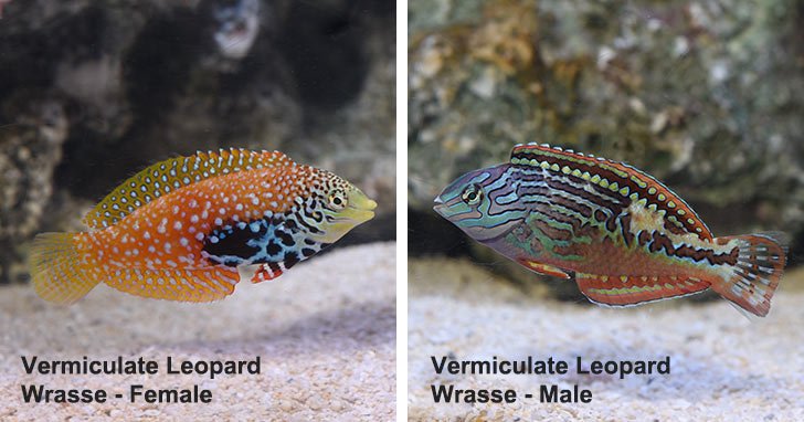 380-vermiculate-leopard-wrasse-female-male.jpg