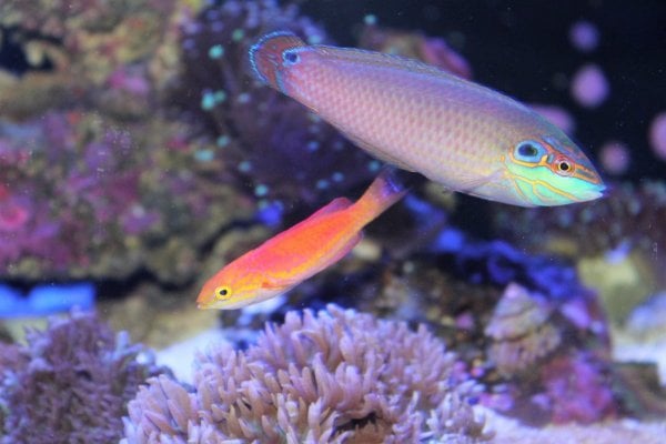 wrasses.jpg