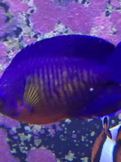 angelfish1.jpg