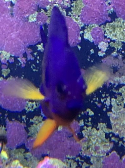 angelfish3.jpg