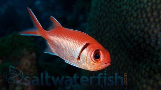 Soldierfish and Clown Trigger Fish