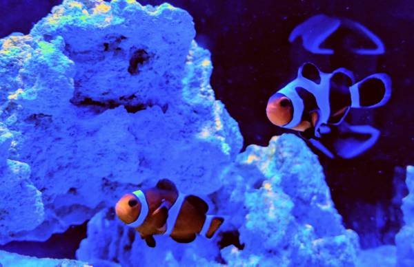 Clownfish pair with coral (Chicago)