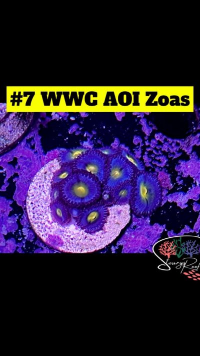 07 - WWC AOI Zoas.jpg