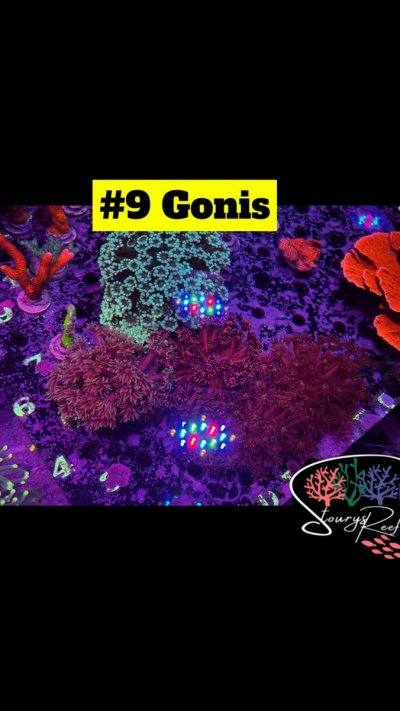 09 - Goni's.jpg