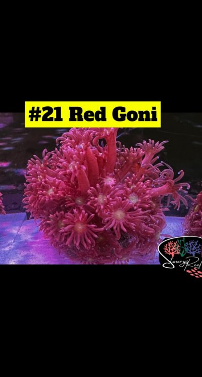 21 - Red Goni.JPG