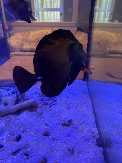 Large acclimated koi tang for sale