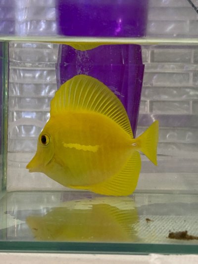 Beautiful Yellow Tang for sale