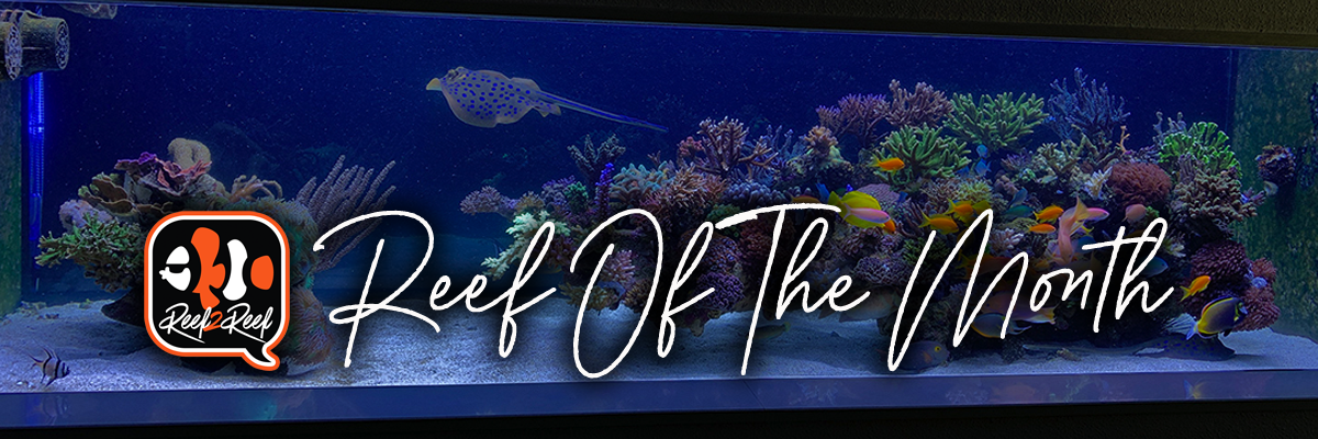 Reef of the month header.png